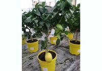 Lemon plants
